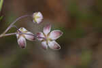 Carolina milkweed